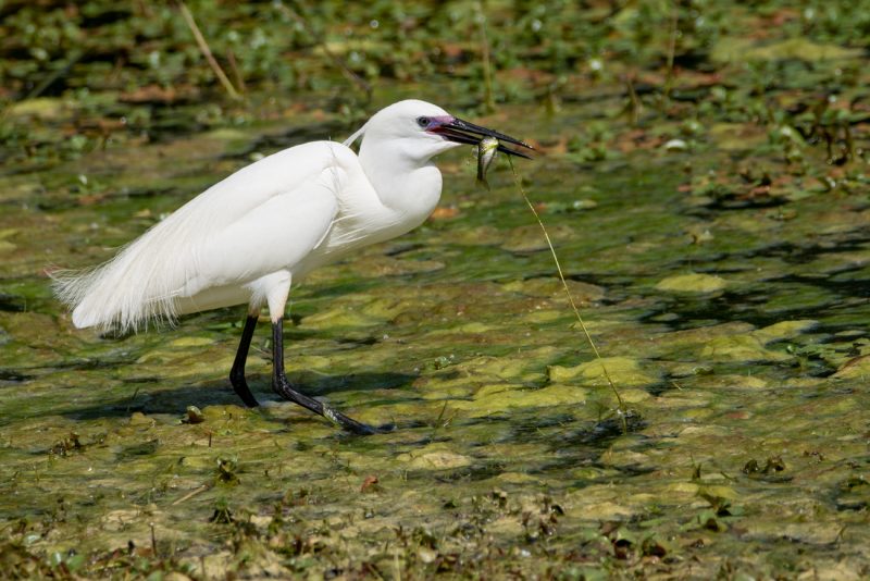 Aigrette garzette avec un poisson